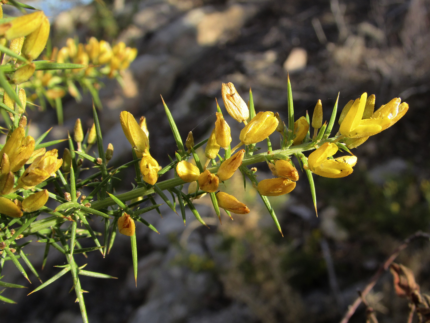 Изображение особи Ulex parviflorus.