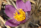 Pulsatilla multifida. Цветок с осыпающейся пыльцой. Магаданская обл., окр. Магадана, бухта Гертнера, крутой скалистый склон над морем. 08.05.2010.