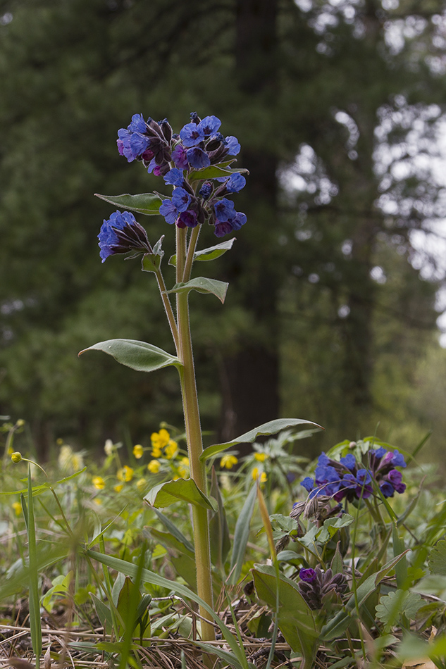 Image of Pulmonaria mollis specimen.