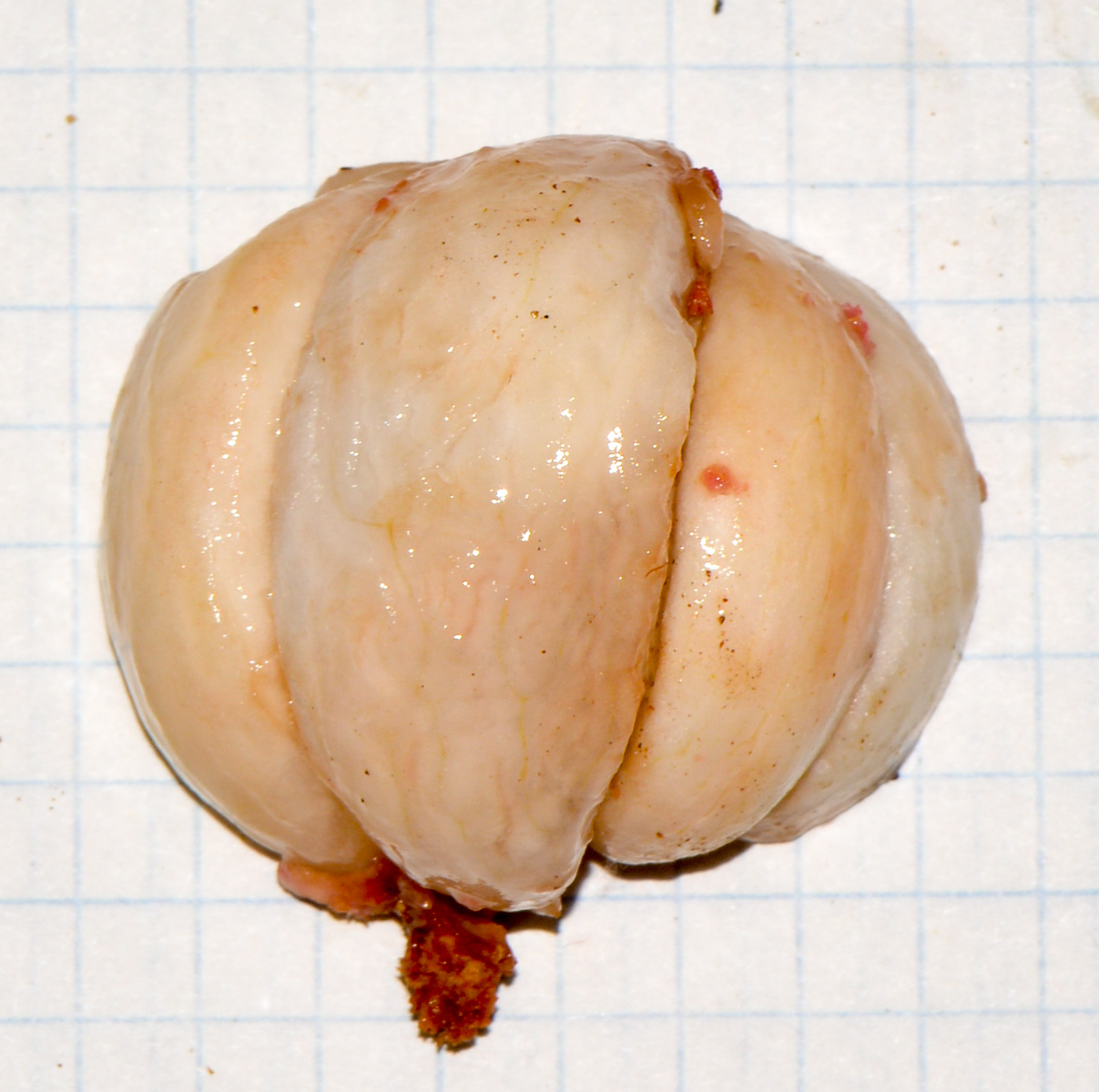 Image of Garcinia mangostana specimen.