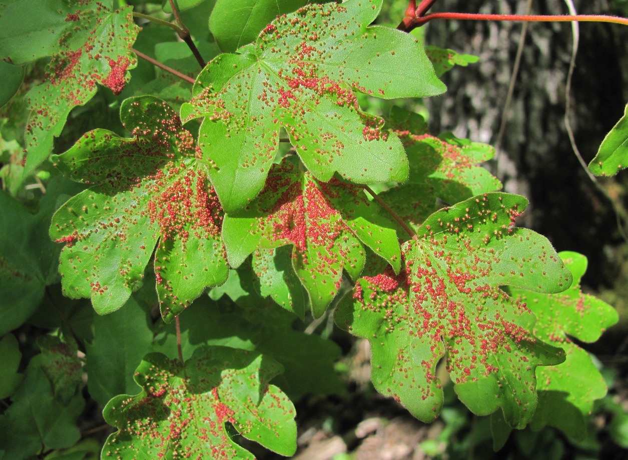 Image of Acer campestre specimen.