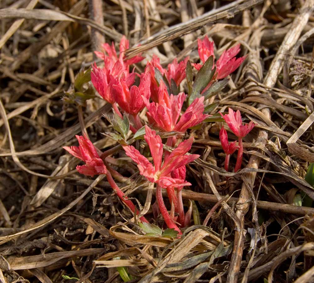 Image of genus Geranium specimen.