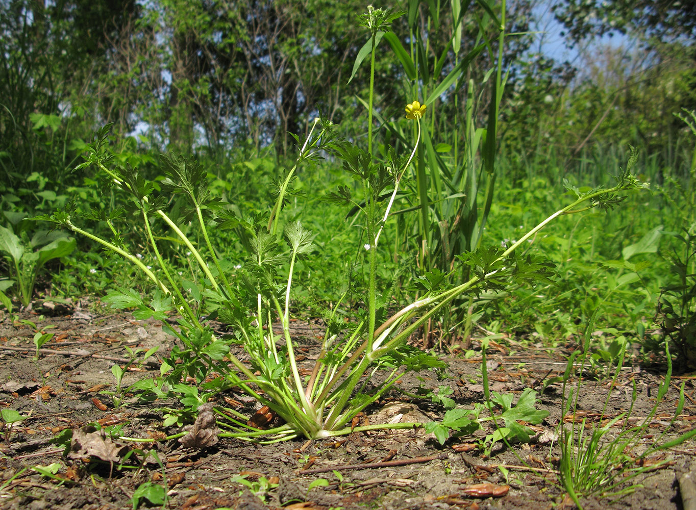 Image of Ranunculus sardous specimen.