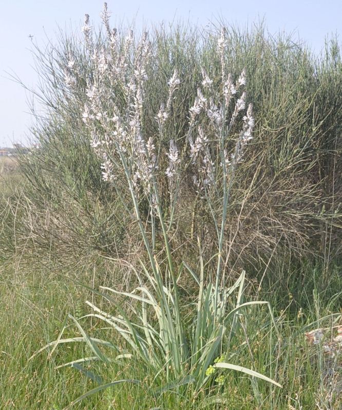 Image of Asphodelus ramosus specimen.