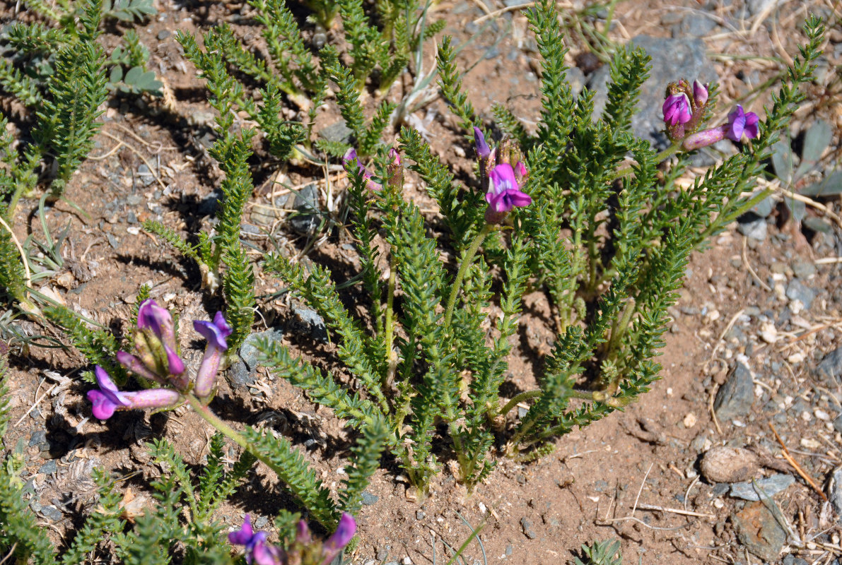 Изображение особи Oxytropis trichophysa.