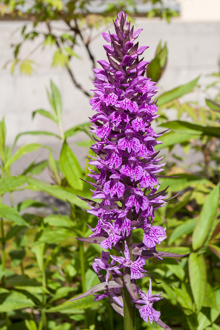 Image of Dactylorhiza urvilleana specimen.