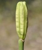 Lilium longiflorum