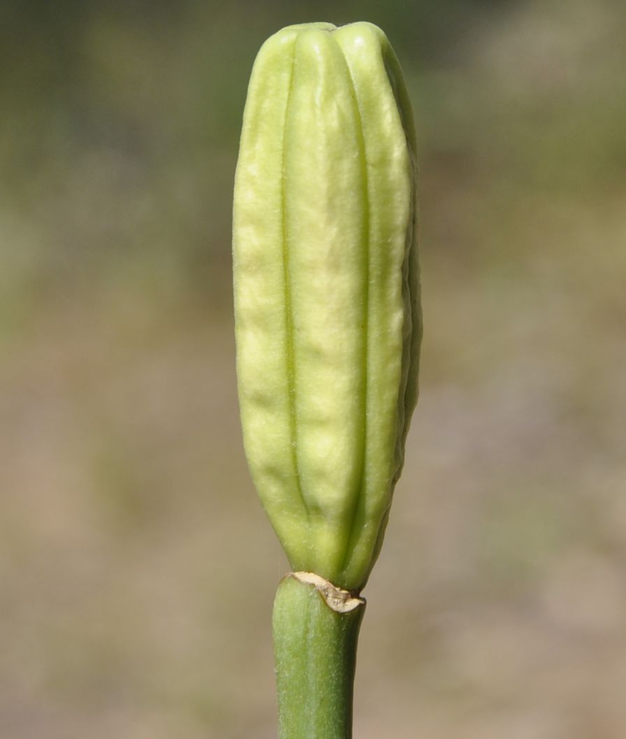 Изображение особи Lilium longiflorum.