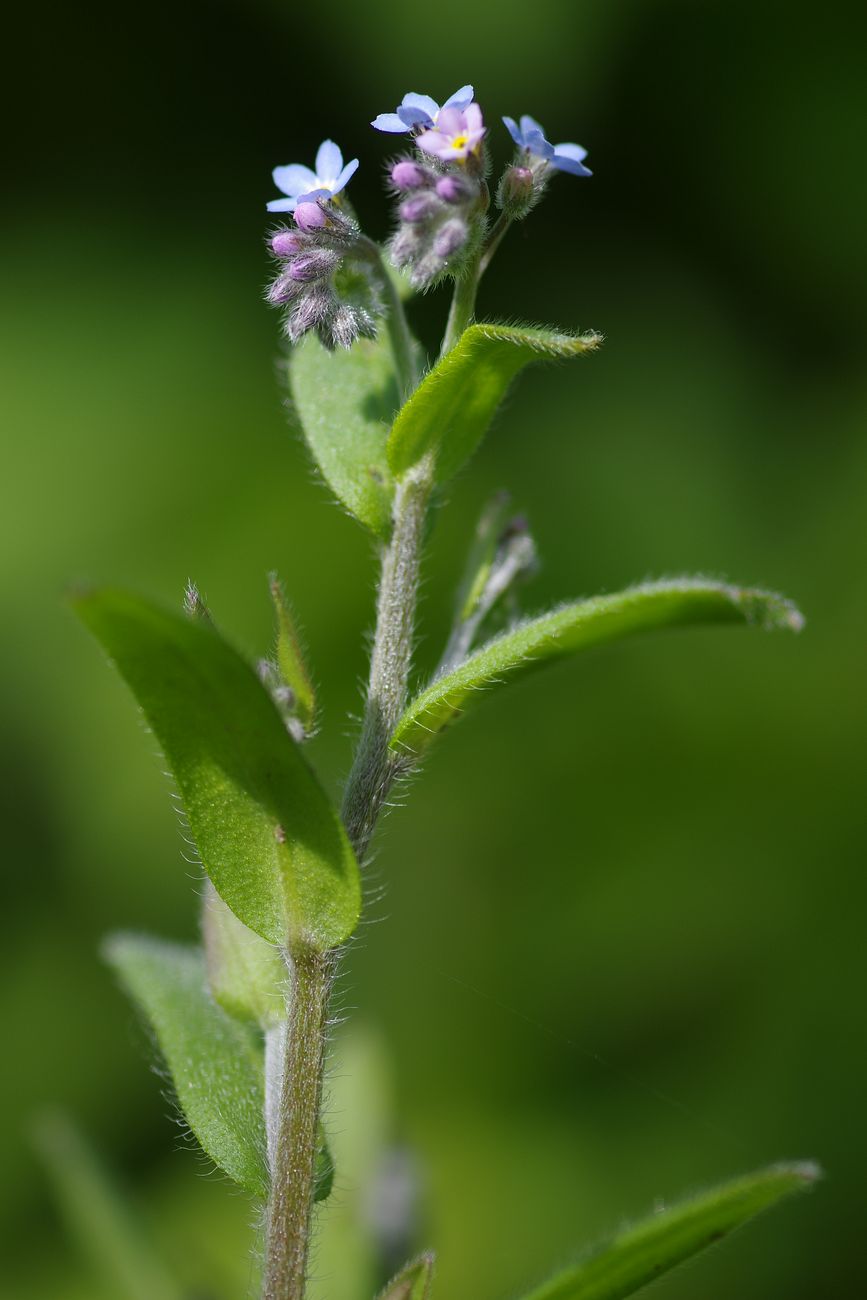 Изображение особи Myosotis arvensis.