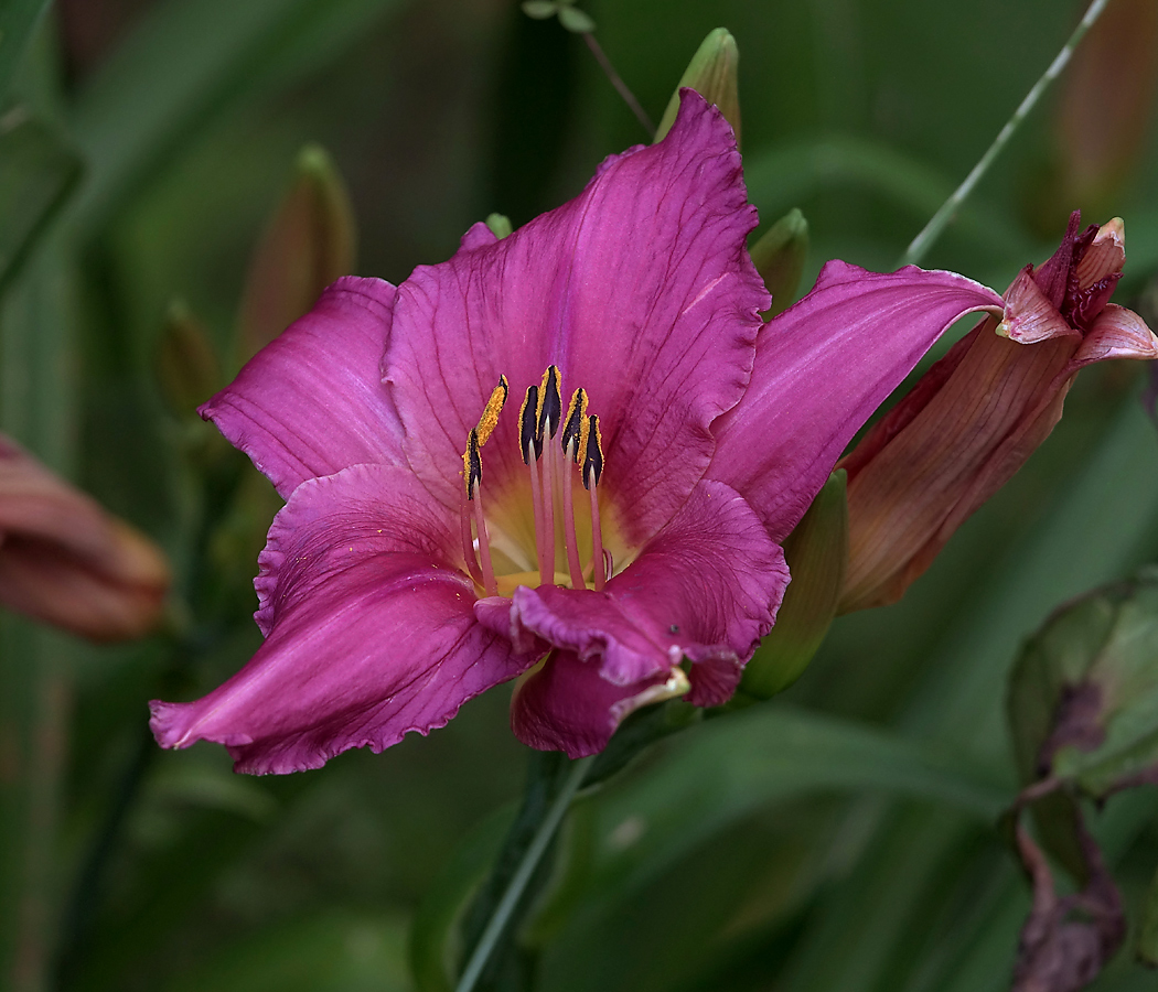 Изображение особи Hemerocallis &times; hybrida.