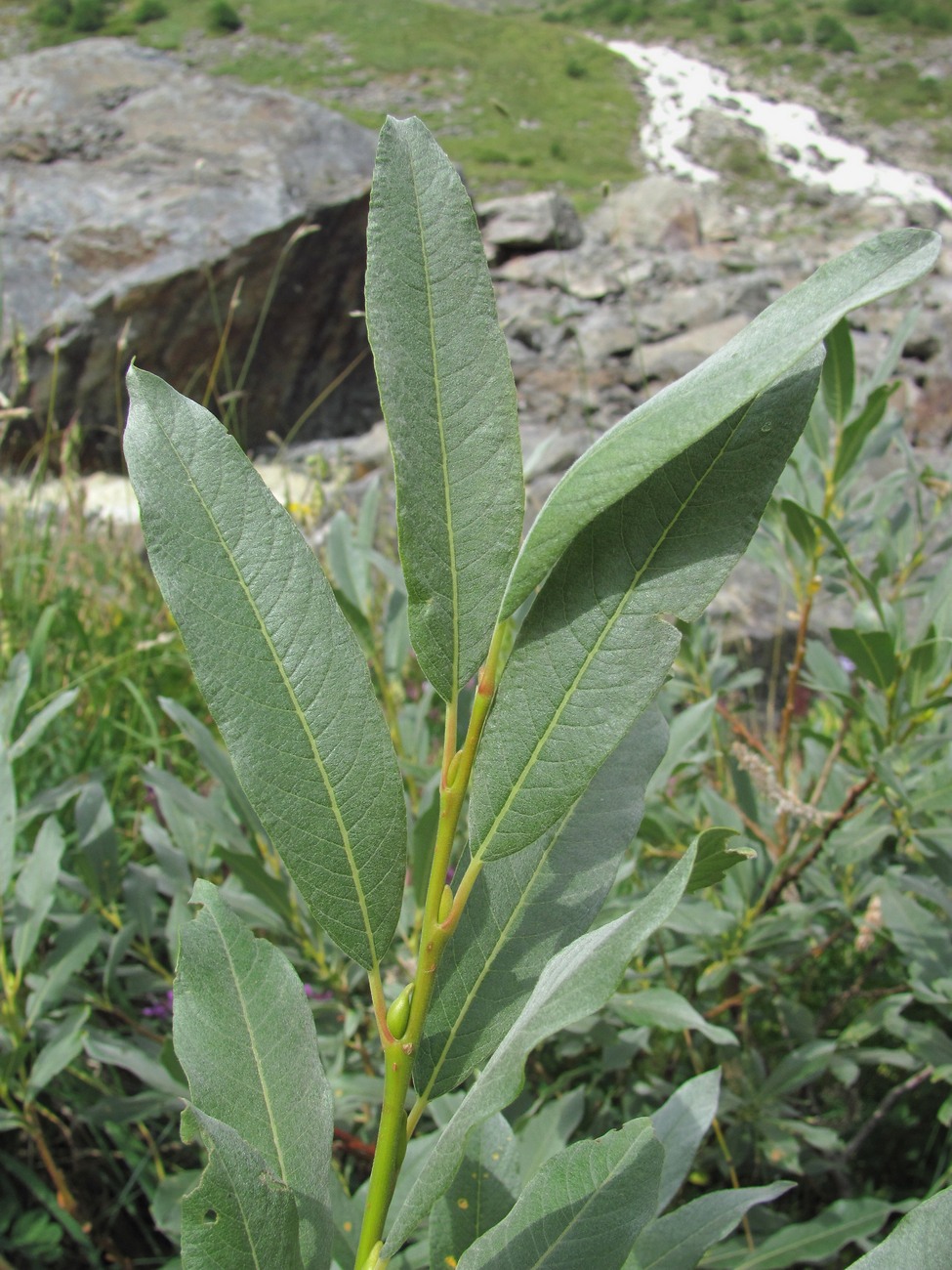 Image of Salix pantosericea specimen.