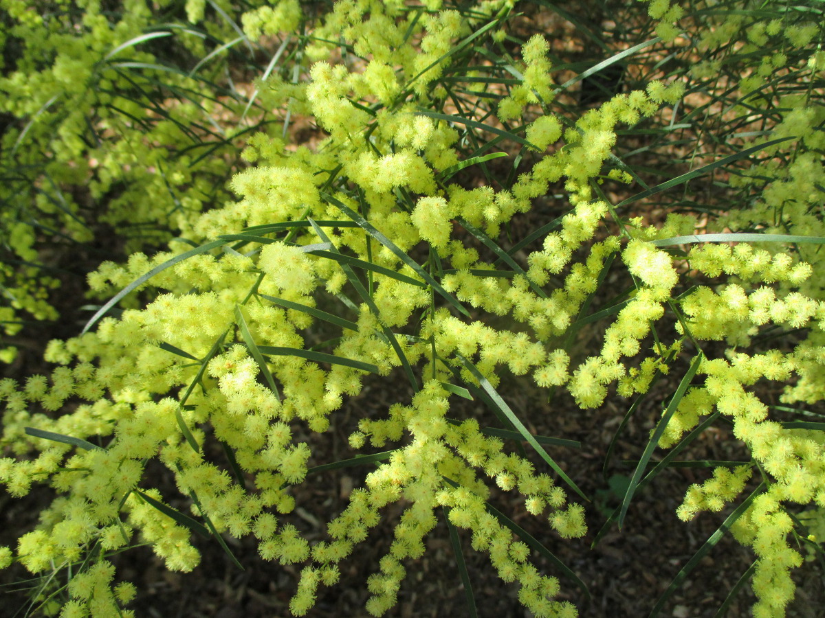 Image of Acacia fimbriata specimen.