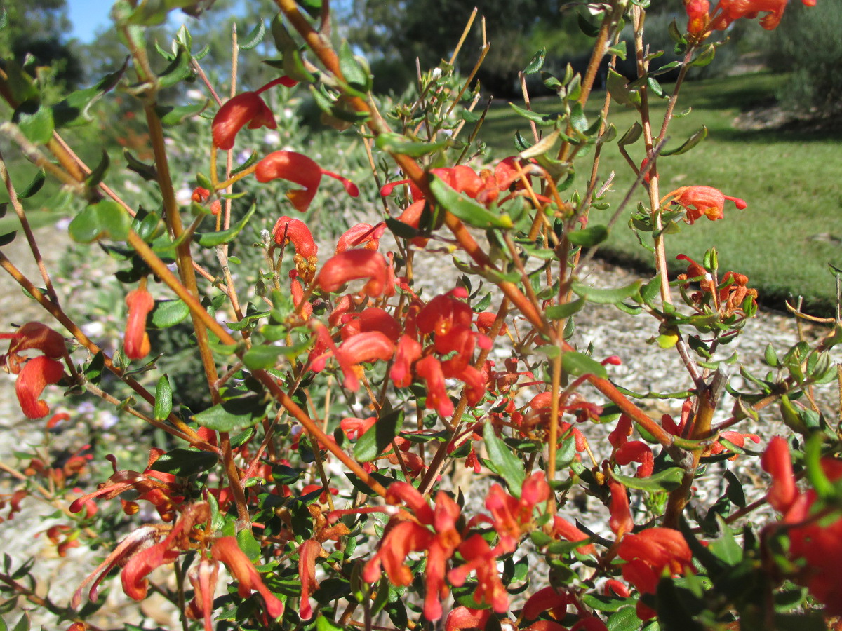 Image of Grevillea depauperata specimen.