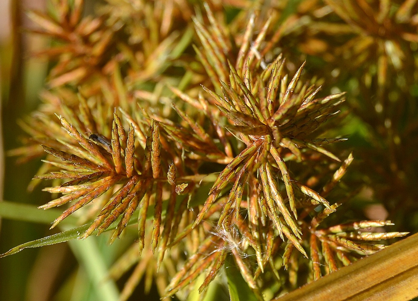 Image of Torulinium caucasicum specimen.