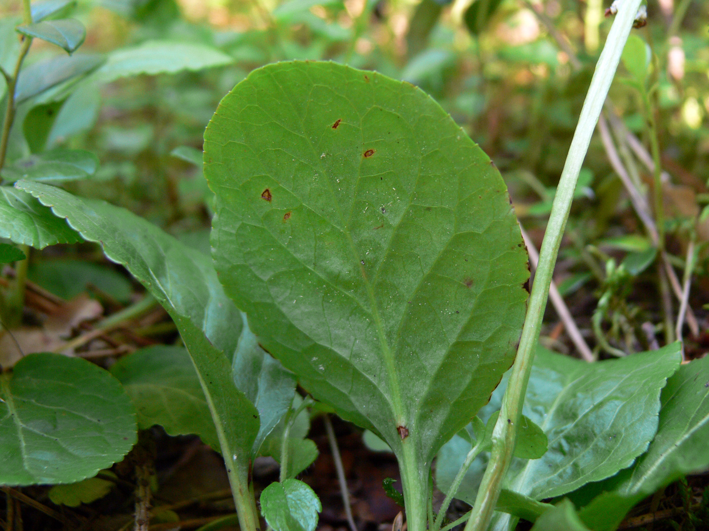 Изображение особи Pyrola minor.