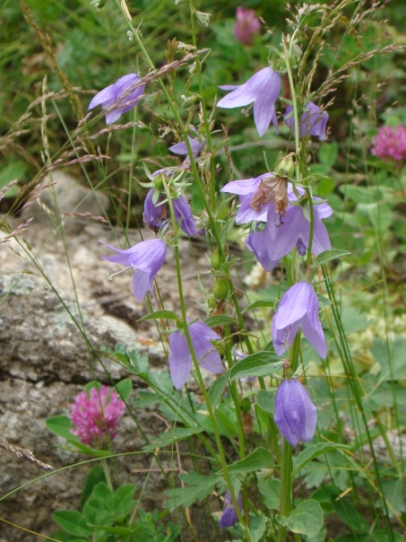 Изображение особи род Campanula.