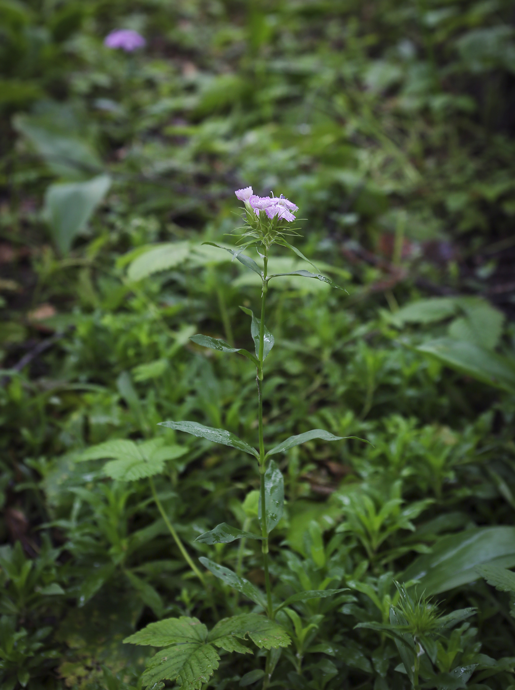 Image of Dianthus barbatus specimen.