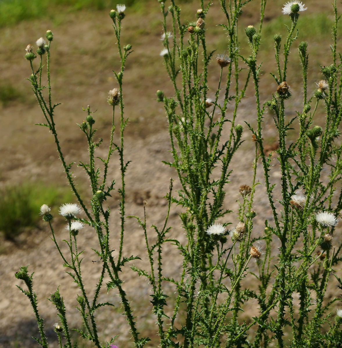 Image of Carduus acanthoides specimen.