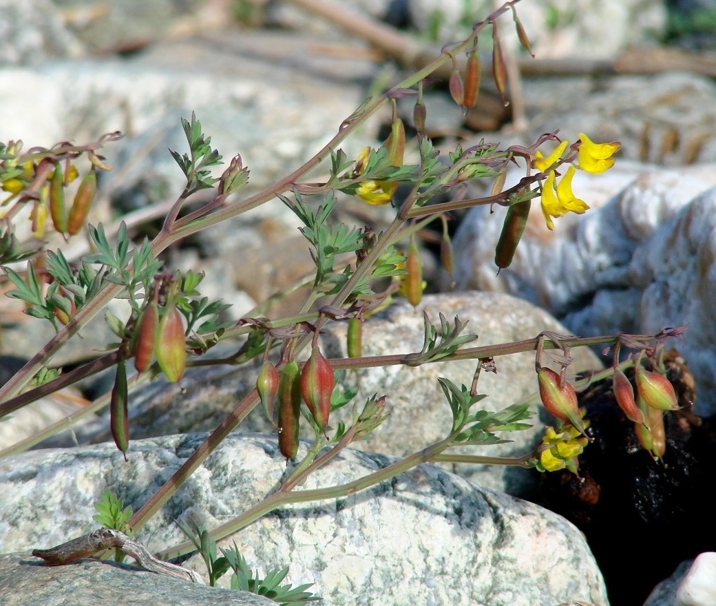 Image of Corydalis impatiens specimen.