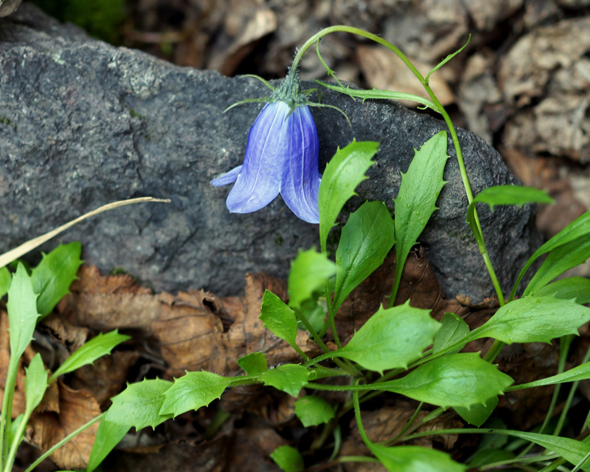 Image of Campanula lasiocarpa specimen.