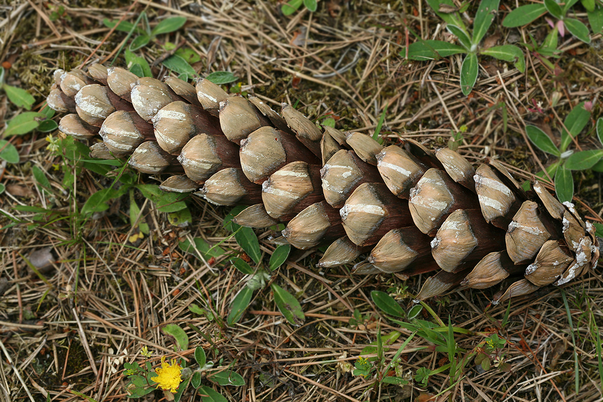 Image of Pinus wallichiana specimen.