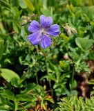 Geranium gymnocaulon