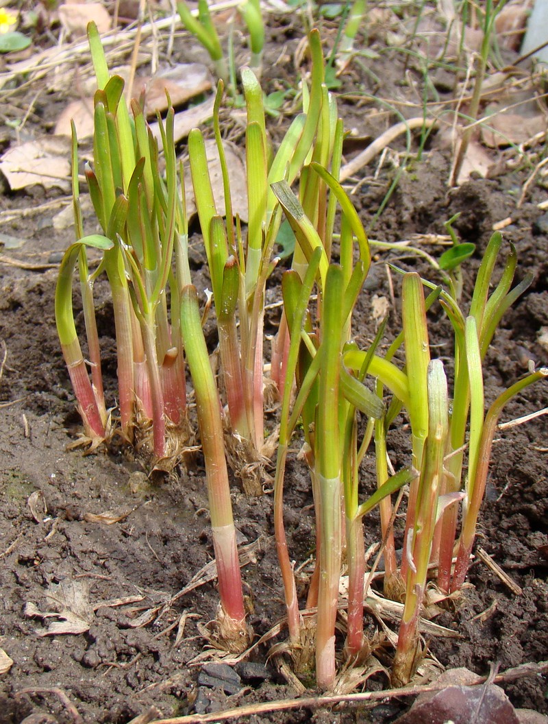 Изображение особи Allium ramosum.