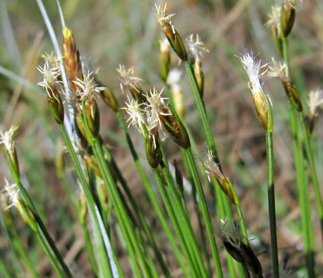 Изображение особи Trichophorum alpinum.