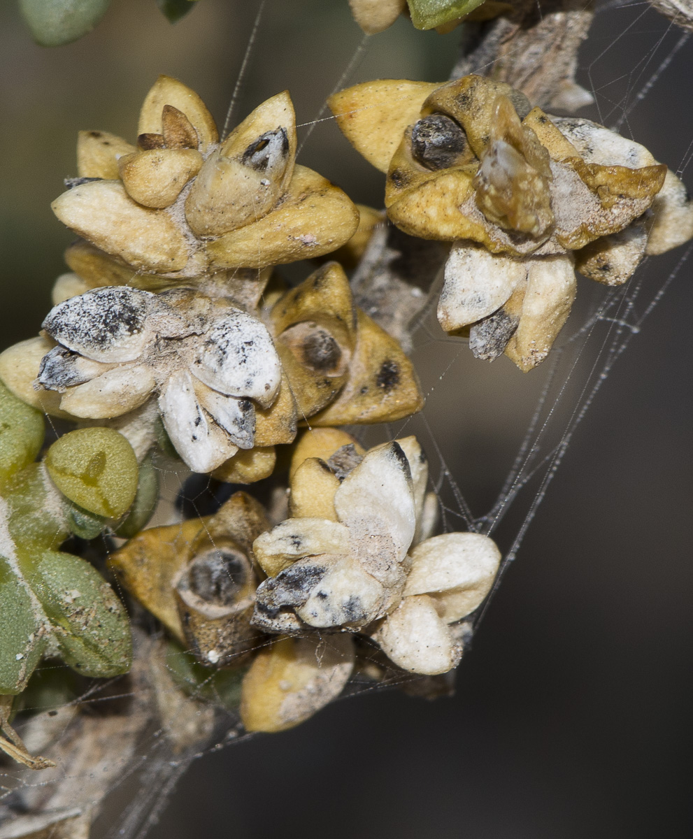 Image of Traganum moquinii specimen.