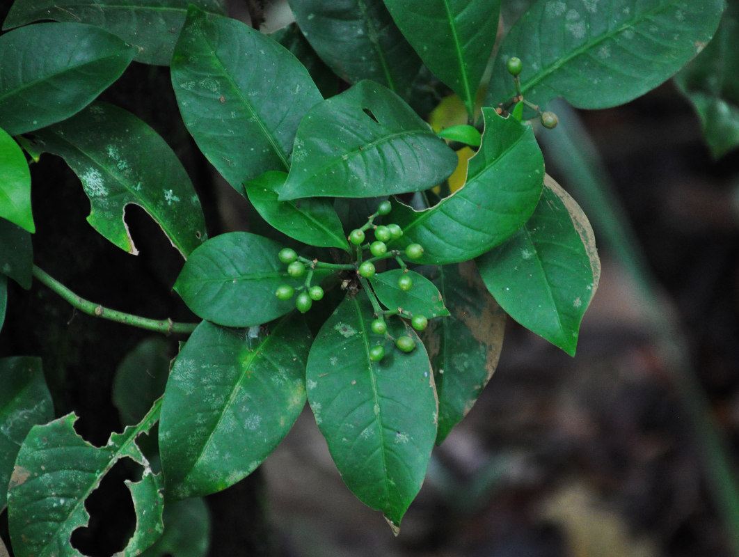 Image of Psychotria sarmentosa specimen.