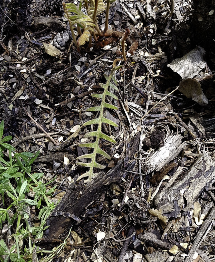 Image of Banksia blechnifolia specimen.