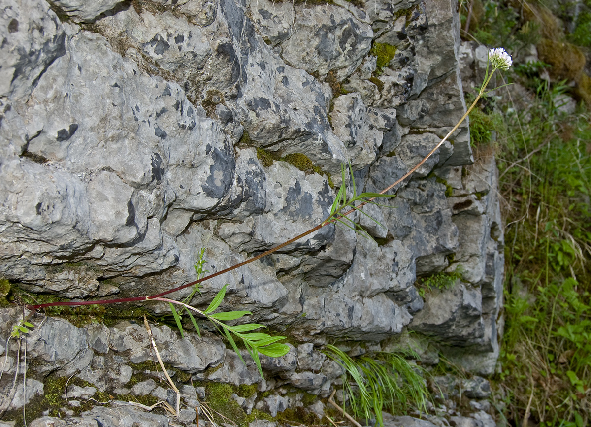 Image of Valeriana rossica specimen.