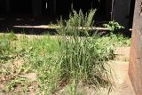 Смотреть изображение Calamagrostis epigeios