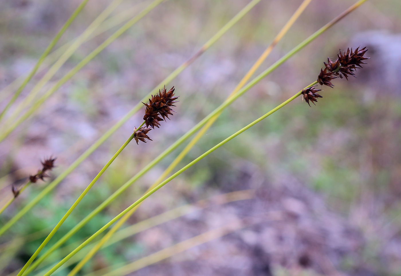 Изображение особи Carex spicata.