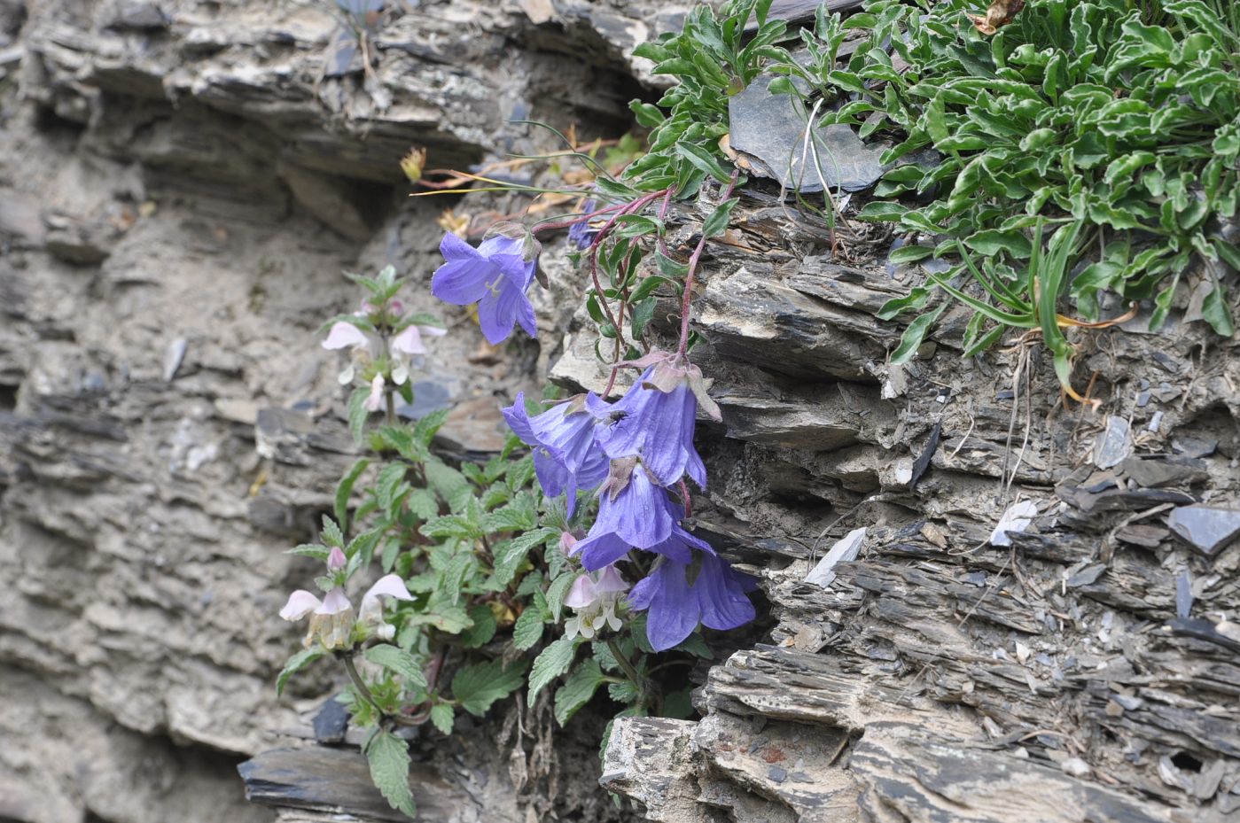 Изображение особи род Campanula.