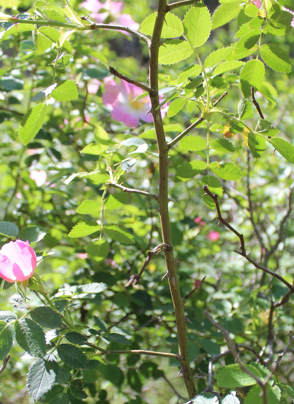 Image of genus Rosa specimen.