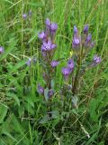 Gentianella lingulata. Цветущие растения. Украина, Закарпатская обл., Раховский р-н, окр. с. Квасы, ≈ 1000 м н.у.м., сенокосный горный луг. 14 июля 2007 г.