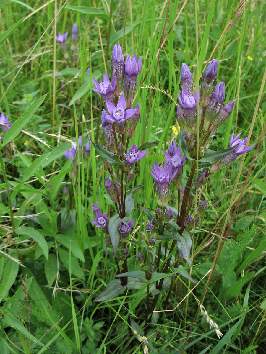 Изображение особи Gentianella lingulata.