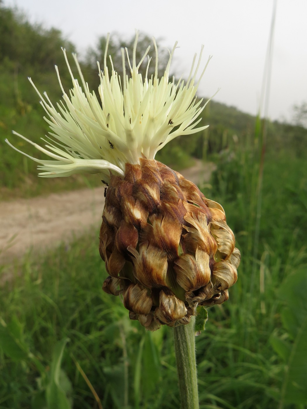 Image of Stemmacantha integrifolia specimen.