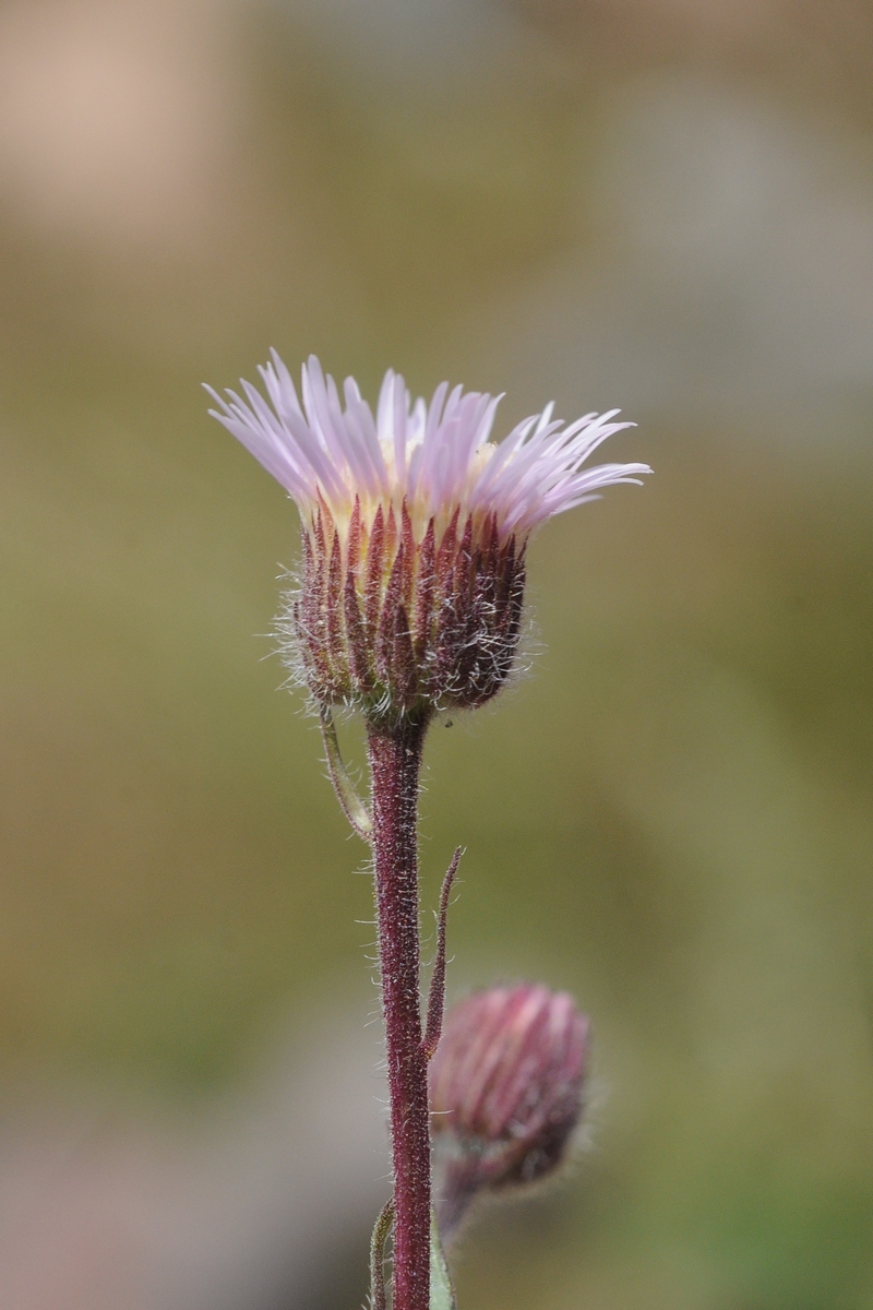 Изображение особи род Erigeron.