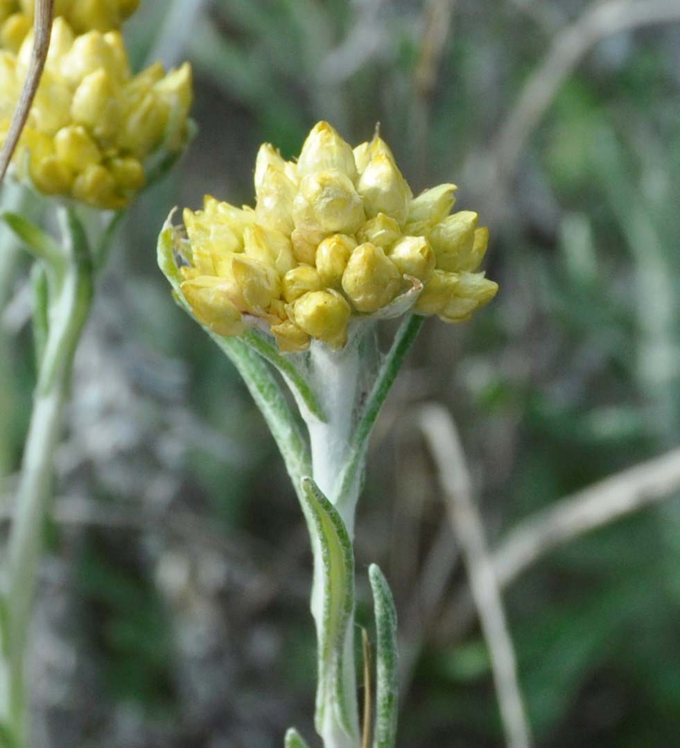 Изображение особи Helichrysum stoechas ssp. barrelieri.