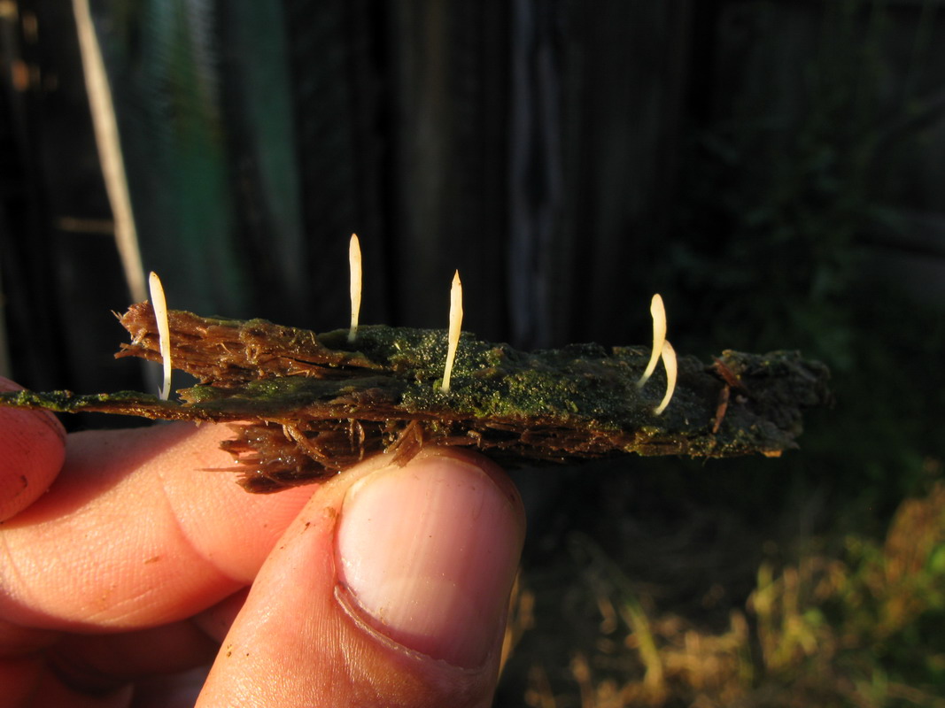 Image of Multiclavula mucida specimen.