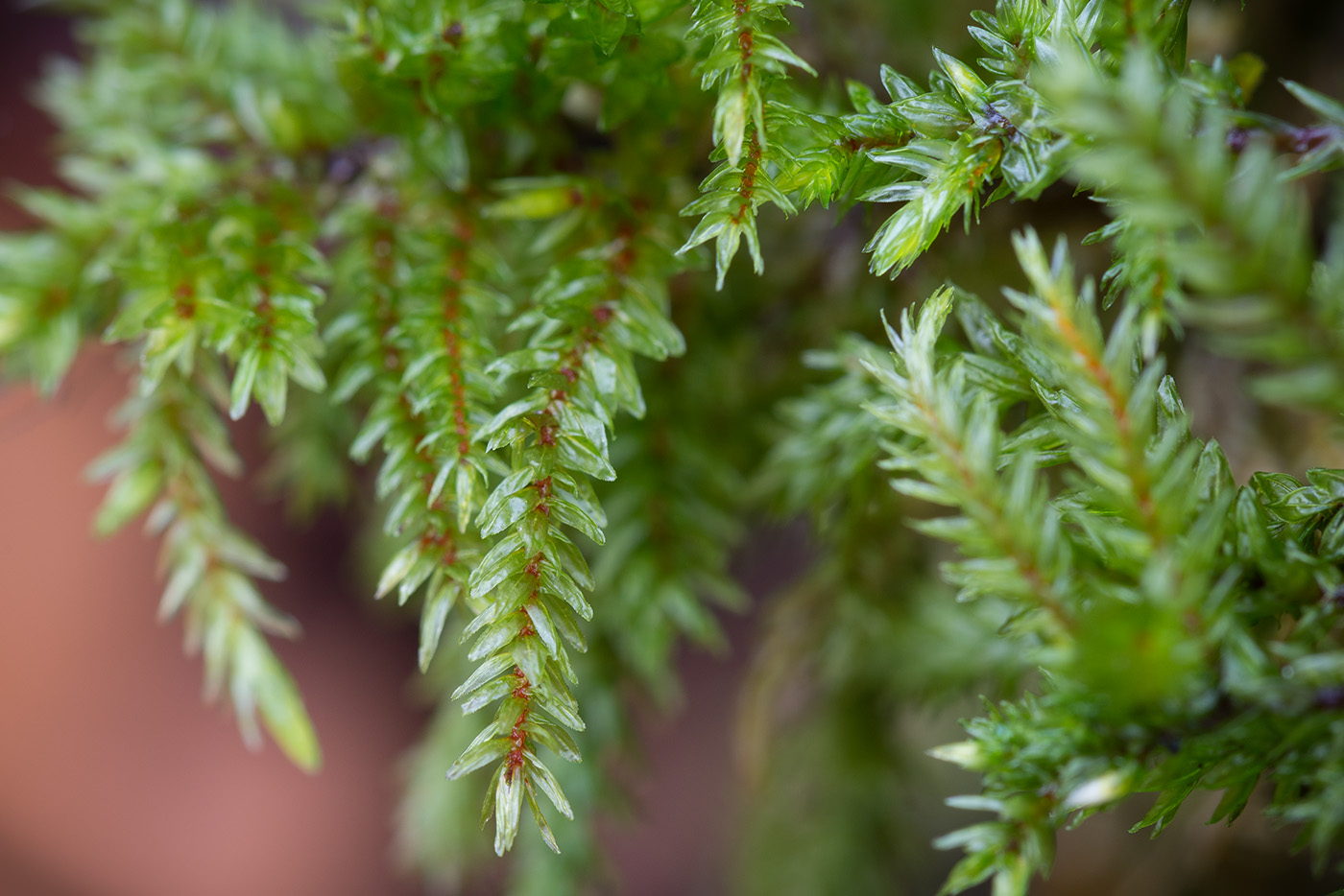 Изображение особи Climacium dendroides.