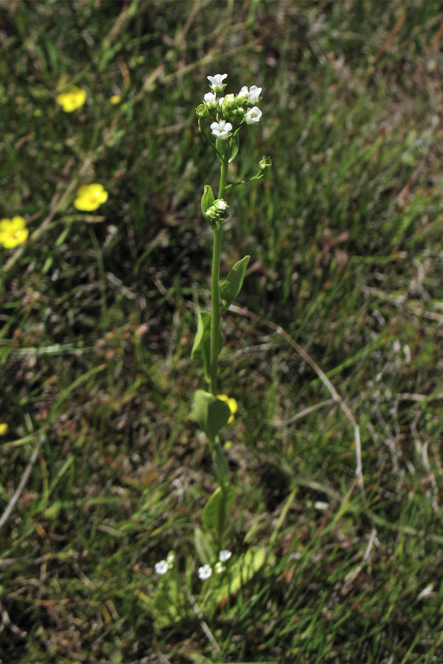 Image of Samolus valerandi specimen.