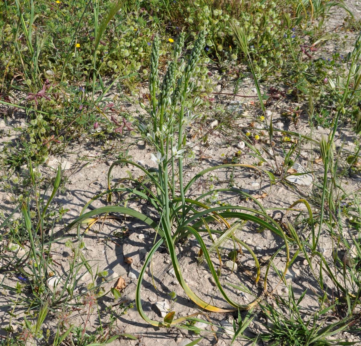 Image of Ornithogalum narbonense specimen.