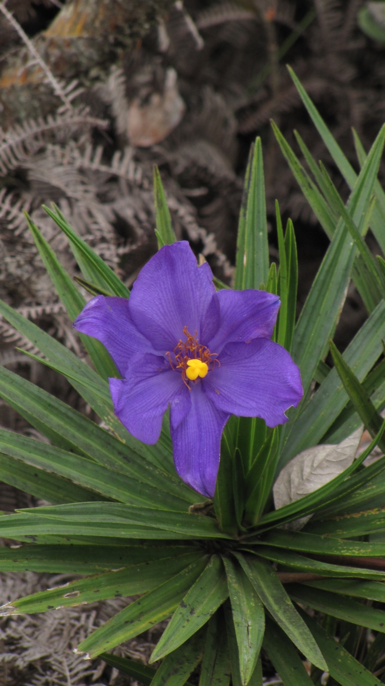 Image of Vellozia compacta specimen.