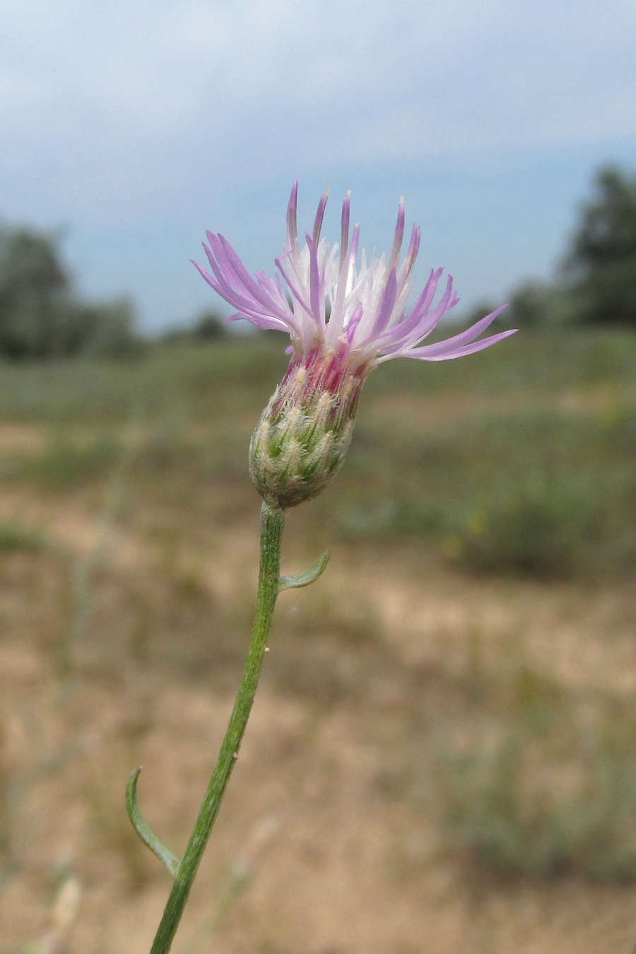 Image of Centaurea odessana specimen.