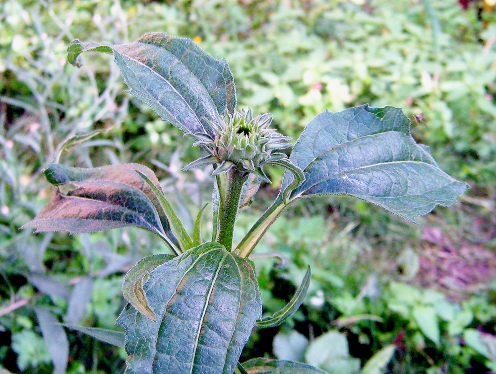 Image of Echinacea purpurea specimen.