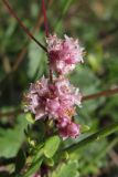 Cuscuta epithymum