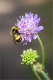 Knautia arvensis